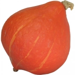 Potimarron Francais